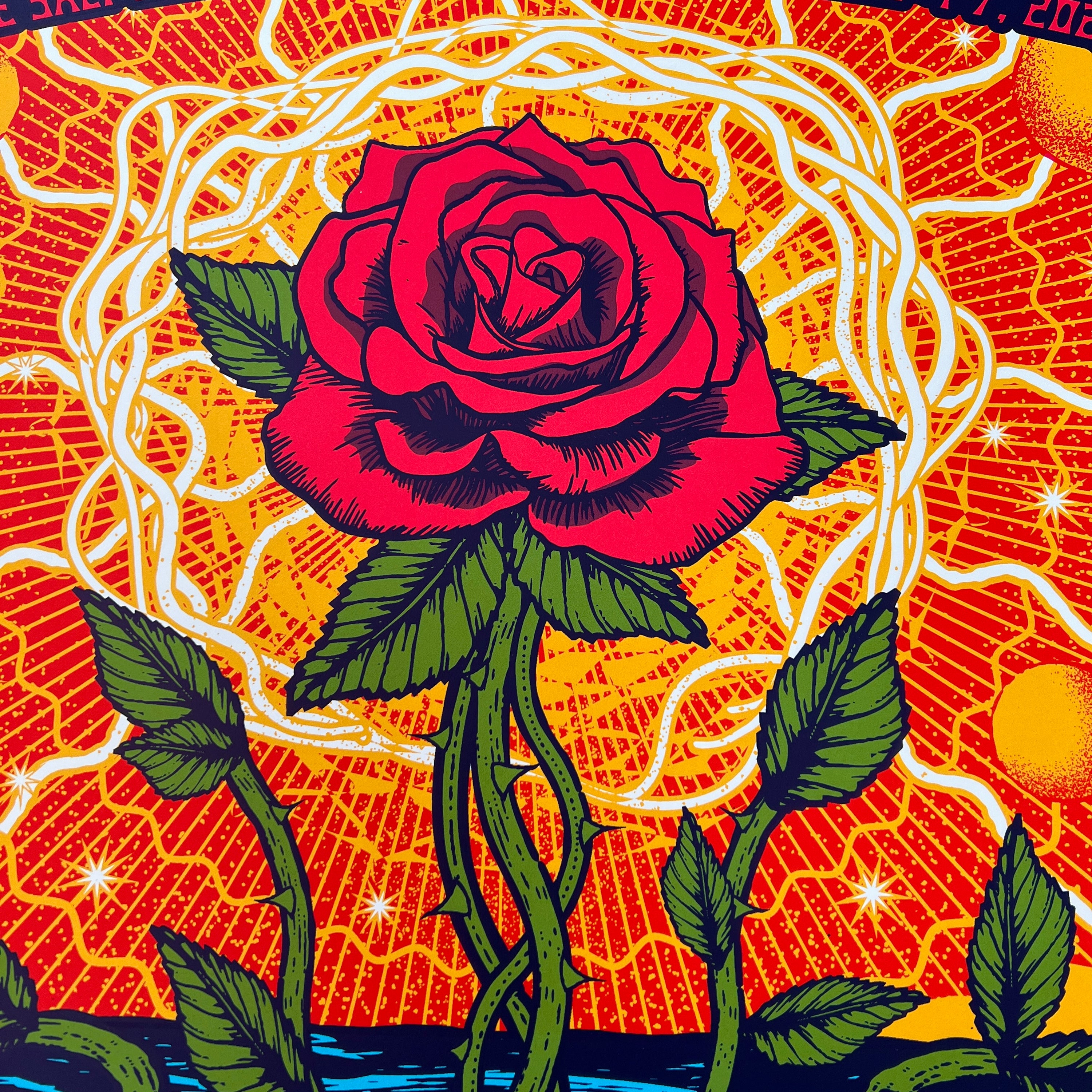 Rose on the River 2024
